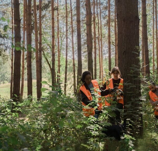 seo for search visibility